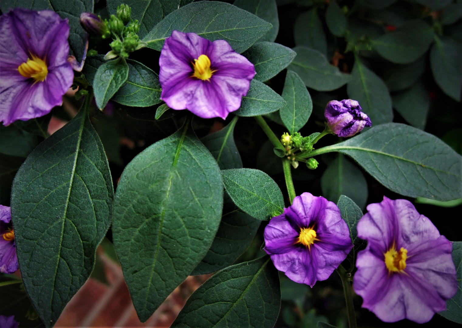 - die.kleinen.blüten.am.enzianbaum -