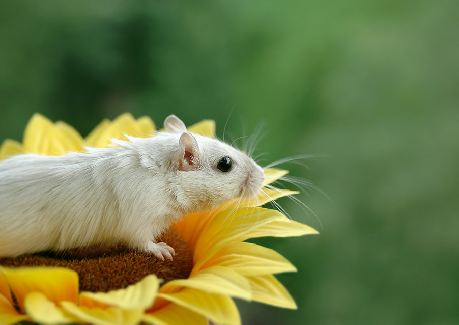 die.kleine.welt.der.maus.rudi.