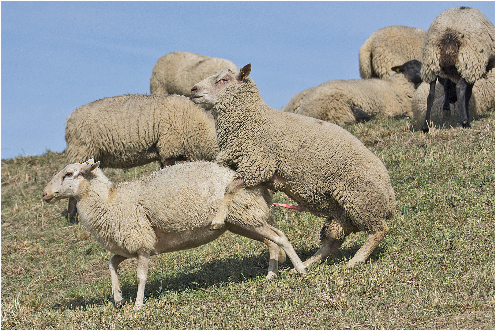 "Diekpedders" Frühlingsgefühle im Herbst . . .