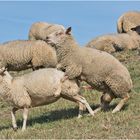 "Diekpedders" Frühlingsgefühle im Herbst . . .