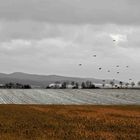 Diemarden im trüben Winter