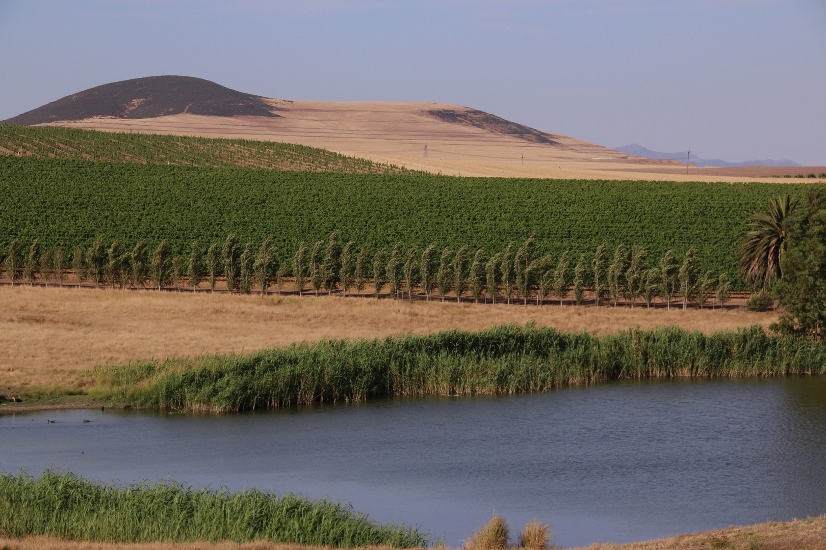 Diemersdal Wine Estate