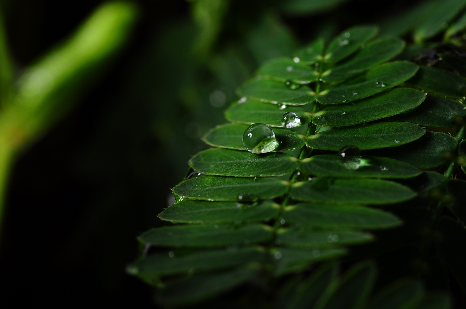 DieMimose(Mimosa pudica),