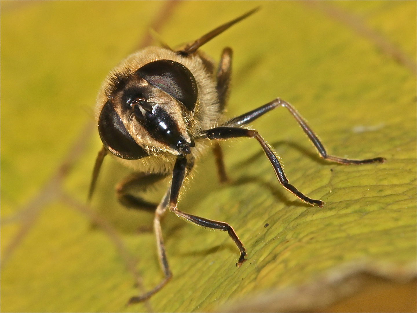 Die"Mistbiene" Eristalis tenax, eine der häufigsten Schwebfliegenarten bei uns.