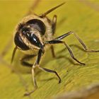 Die"Mistbiene" Eristalis tenax, eine der häufigsten Schwebfliegenarten bei uns.