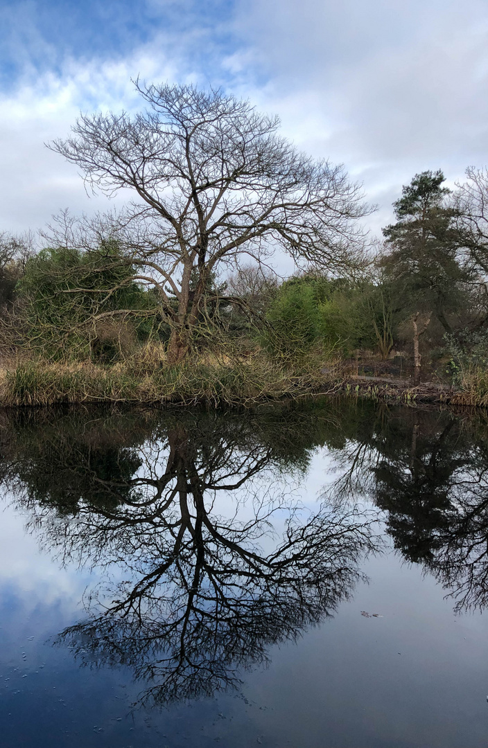 Dienstag isr Spiegeltag - Knochiger Baum