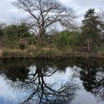 Dienstag isr Spiegeltag - Knochiger Baum