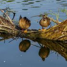 Dienstag ist Spiegeltag