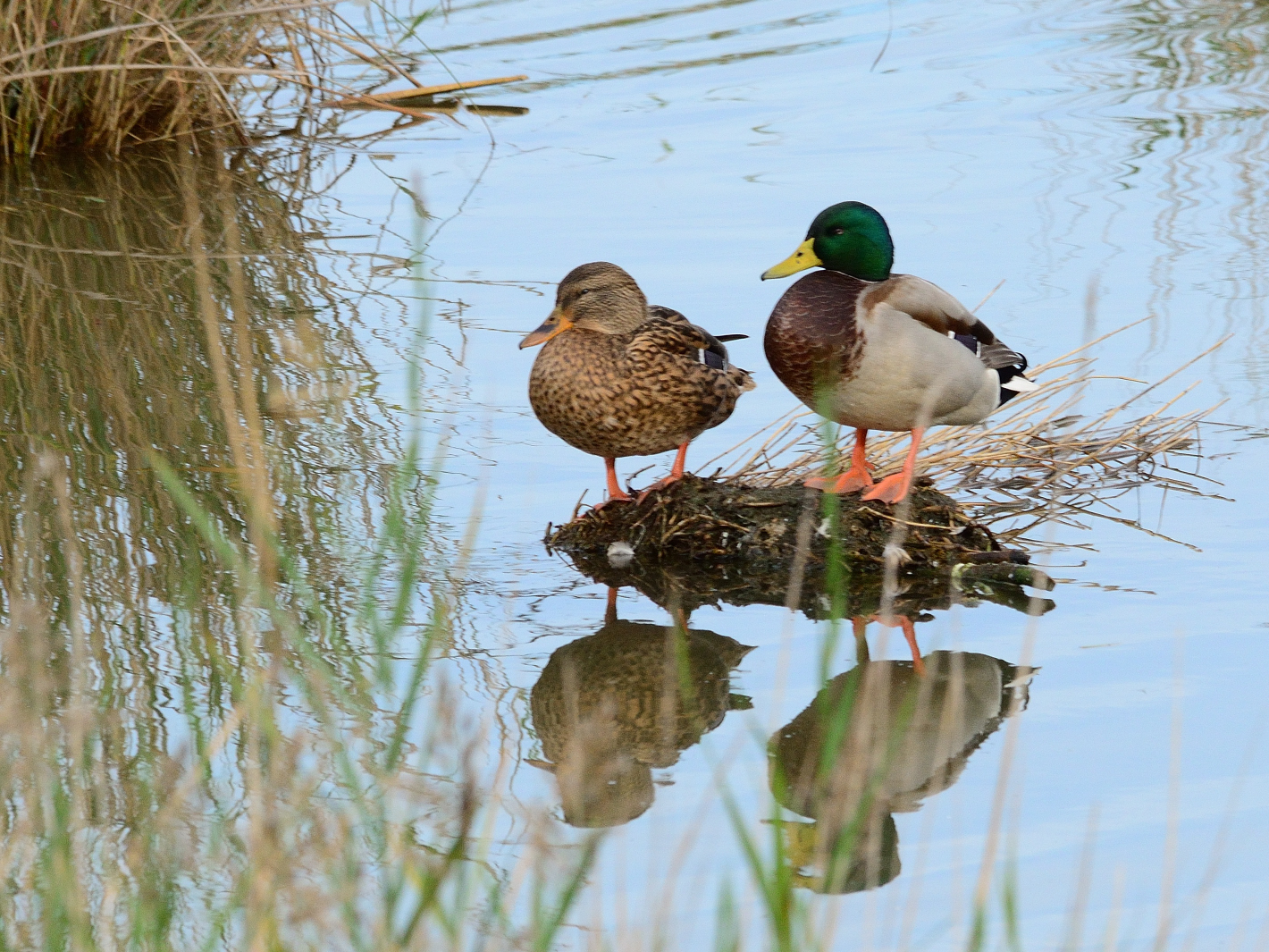 Dienstag ist Spiegeltag, 