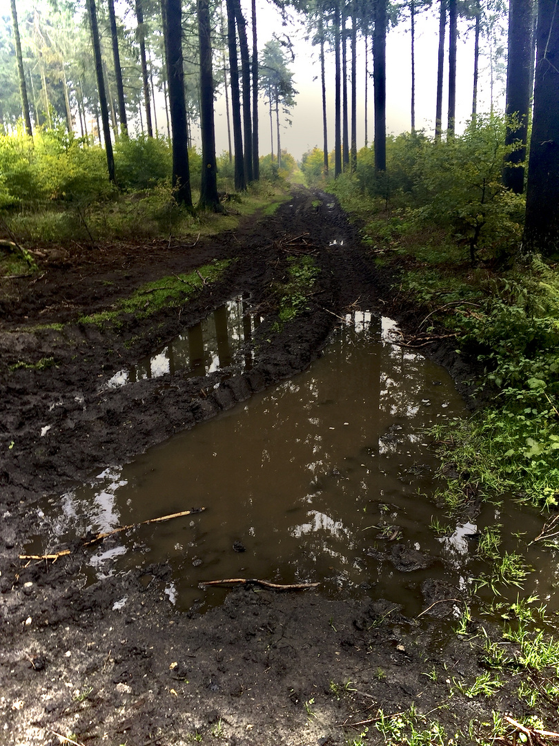 Dienstag ist Spiegeltag 16.03.2021 Spiegelung im Wald 