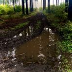 Dienstag ist Spiegeltag 16.03.2021 Spiegelung im Wald 