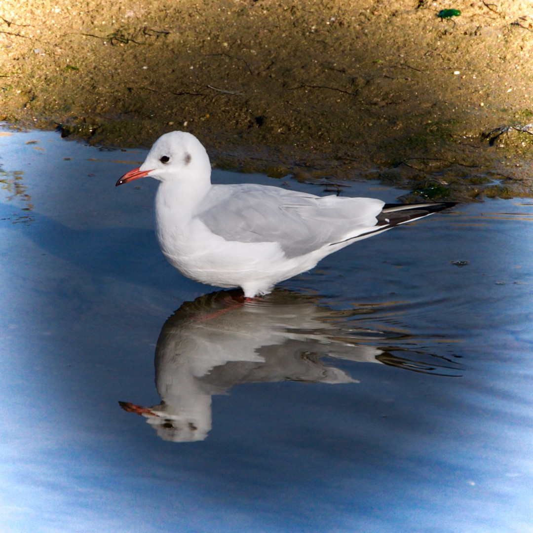 Dienstag ist Spiegeltag  19.01.2021 Möwe Jonathan