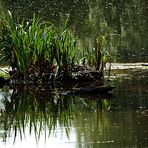 Dienstag ist Spiegeltag