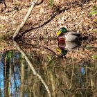 Dienstag ist Spiegeltag