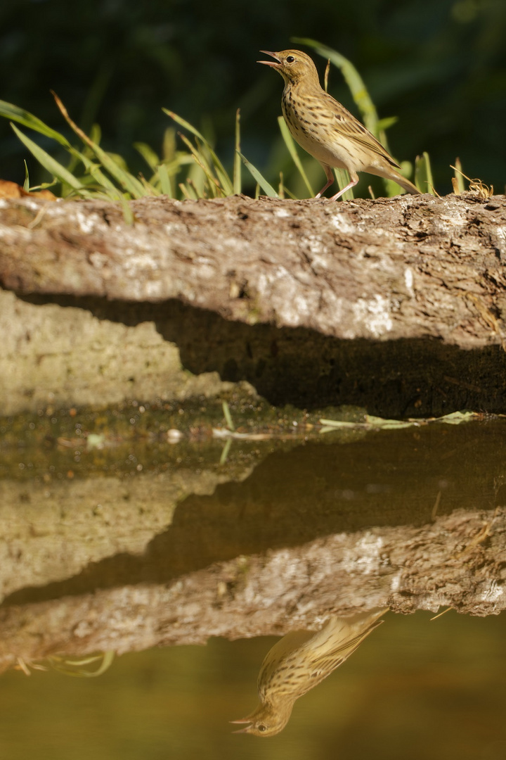 Dienstag ist Spiegeltag