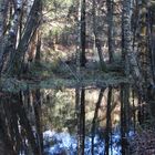 Dienstag ist Spiegeltag: Auch in der Südheide! 