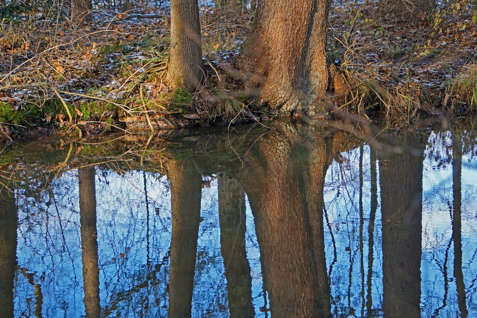 Dienstag ist Spiegeltag - Auwaldbach