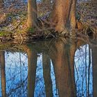 Dienstag ist Spiegeltag - Auwaldbach