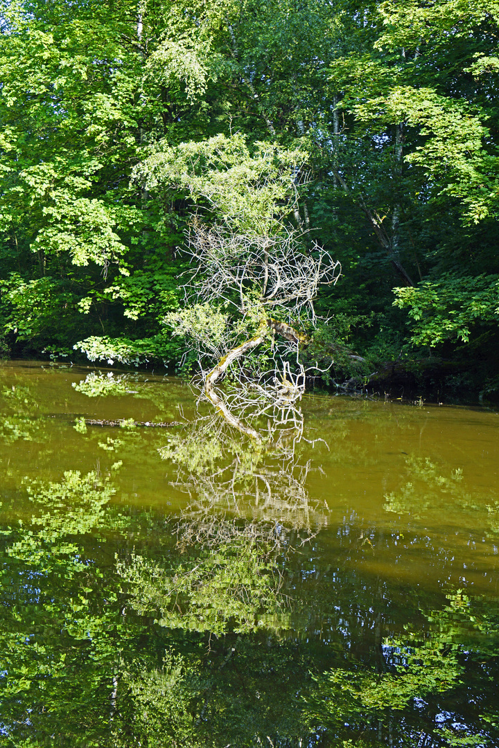 Dienstag ist Spiegeltag - Auwaldweiher