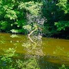 Dienstag ist Spiegeltag - Auwaldweiher