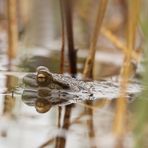 Dienstag ist Spiegeltag