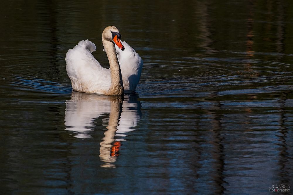 Dienstag ist Spiegeltag