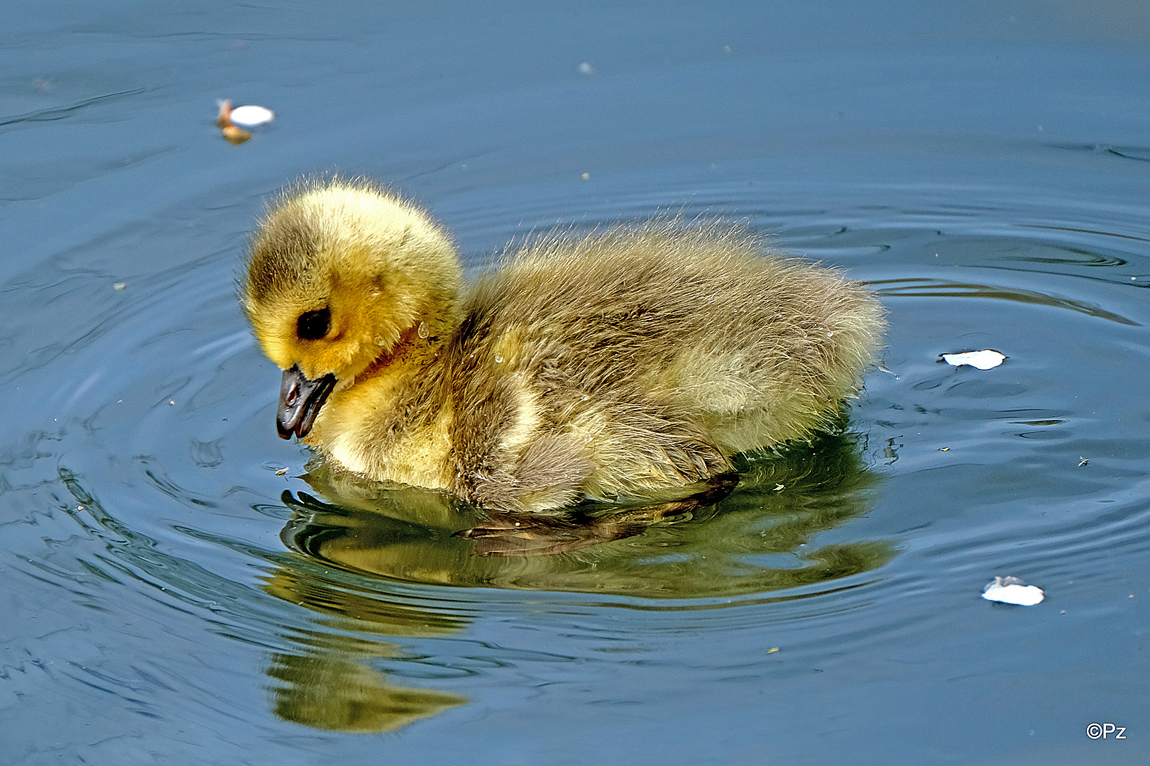 Dienstag ist Spiegeltag: Das Gänseküken ...