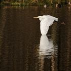 Dienstag ist Spiegeltag: Der Silbersurfer