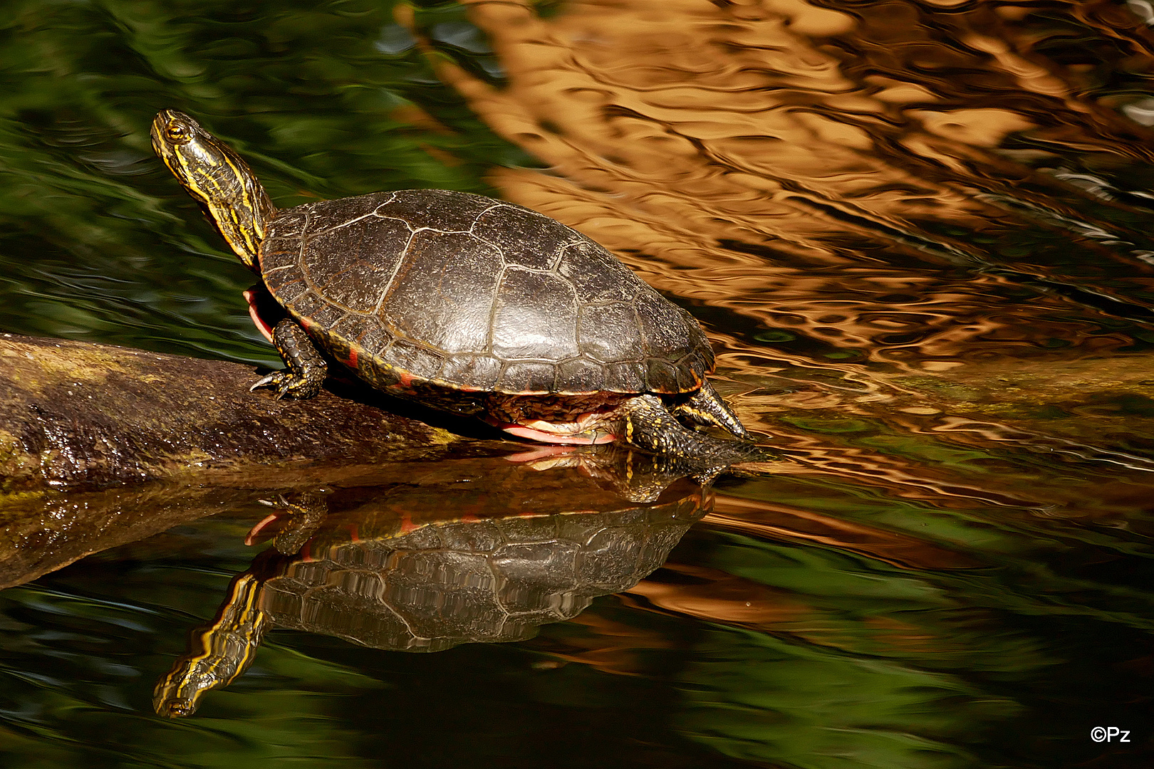 Dienstag ist Spiegeltag: Die Wasserschildkröte ...