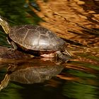 Dienstag ist Spiegeltag: Die Wasserschildkröte ...