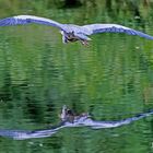 Dienstag ist Spiegeltag: Ein Graureiher im Landeanflug ...