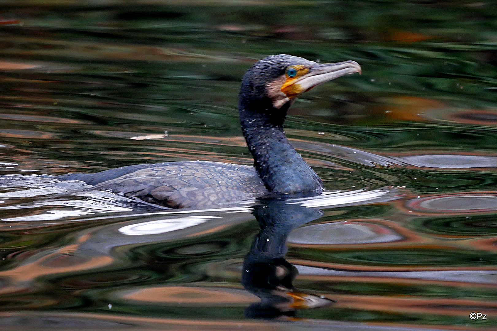 Dienstag ist Spiegeltag: Ein Kormoran ...