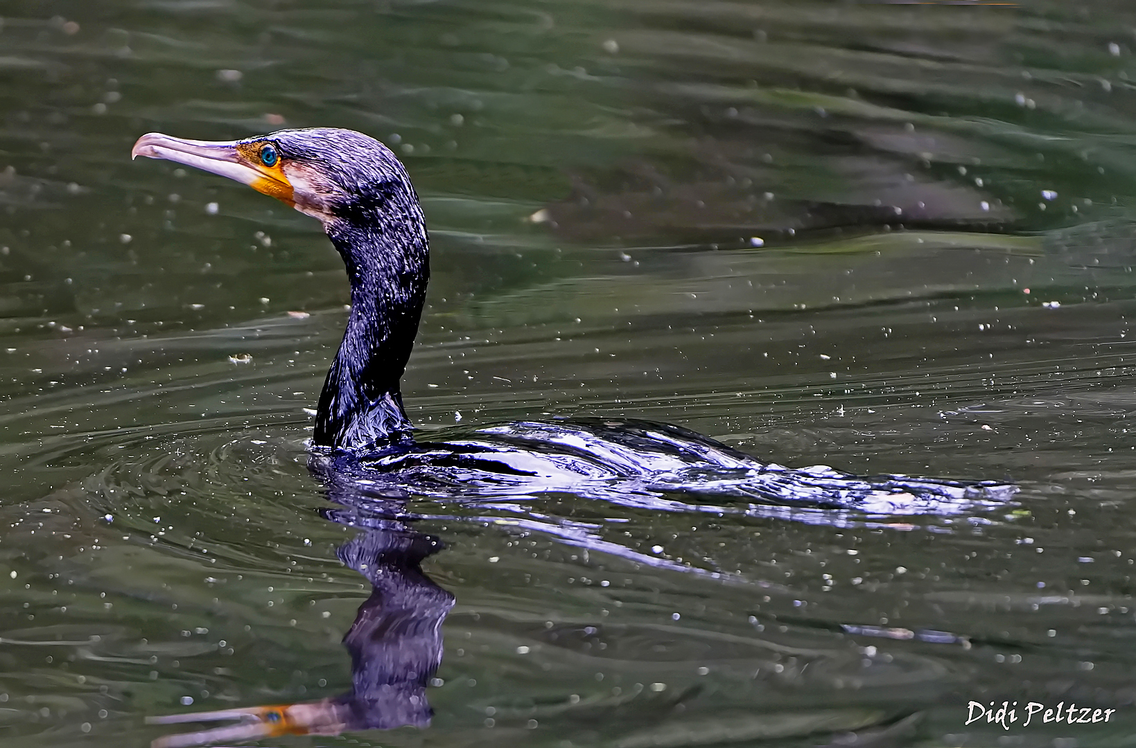 Dienstag ist Spiegeltag: Ein Kormoran ...