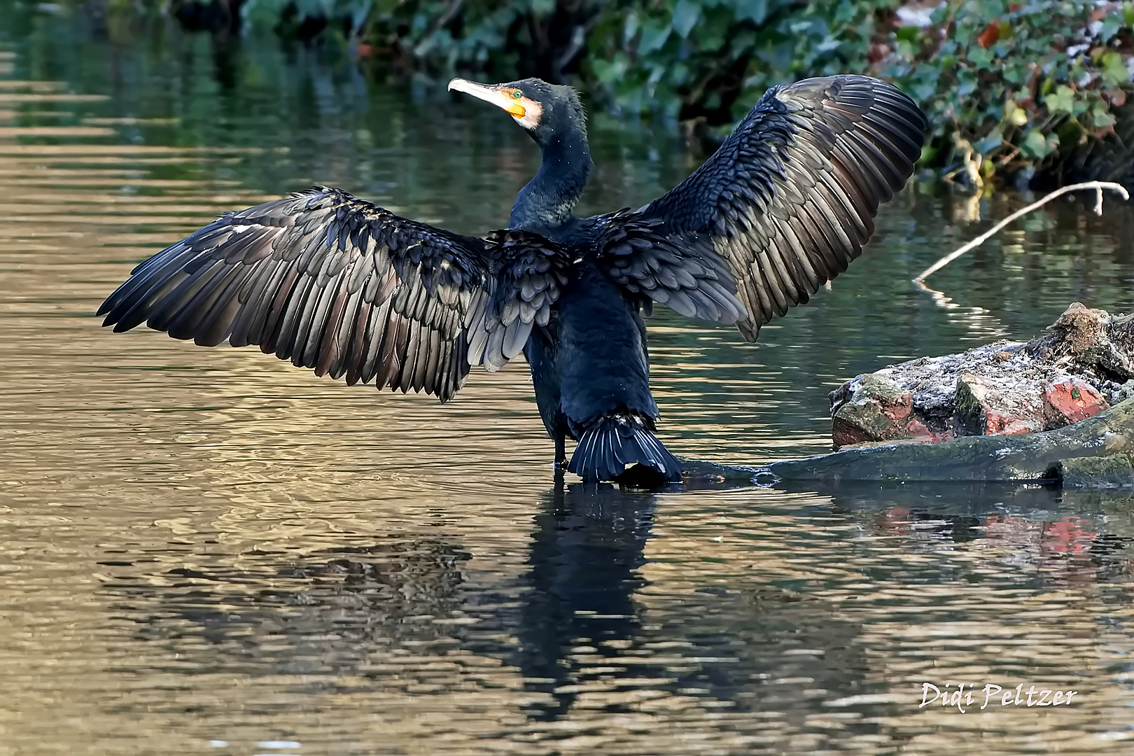 Dienstag ist Spiegeltag: Ein Kormoran trocknet sein Gefieder ...