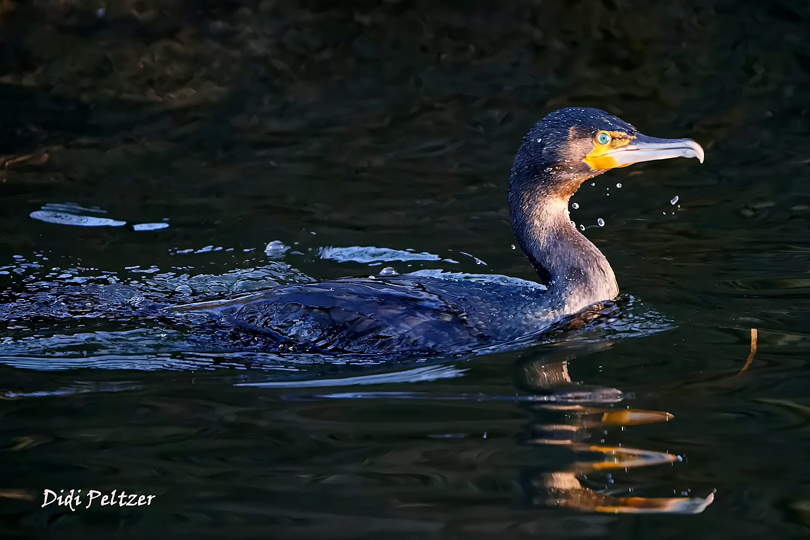 Dienstag ist Spiegeltag: Ein Kormoran zieht seine Bahn ...