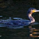 Dienstag ist Spiegeltag: Ein Kormoran zieht seine Bahn ...