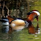 Dienstag ist Spiegeltag: Ein Mandarin-Enten-Erpel ...