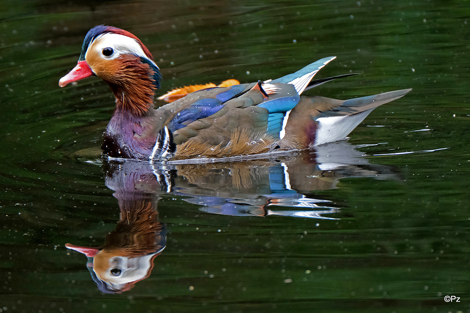 Dienstag ist Spiegeltag: Ein Mandarin-Enten-Erpel ...