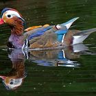 Dienstag ist Spiegeltag: Ein Mandarin-Enten-Erpel ...