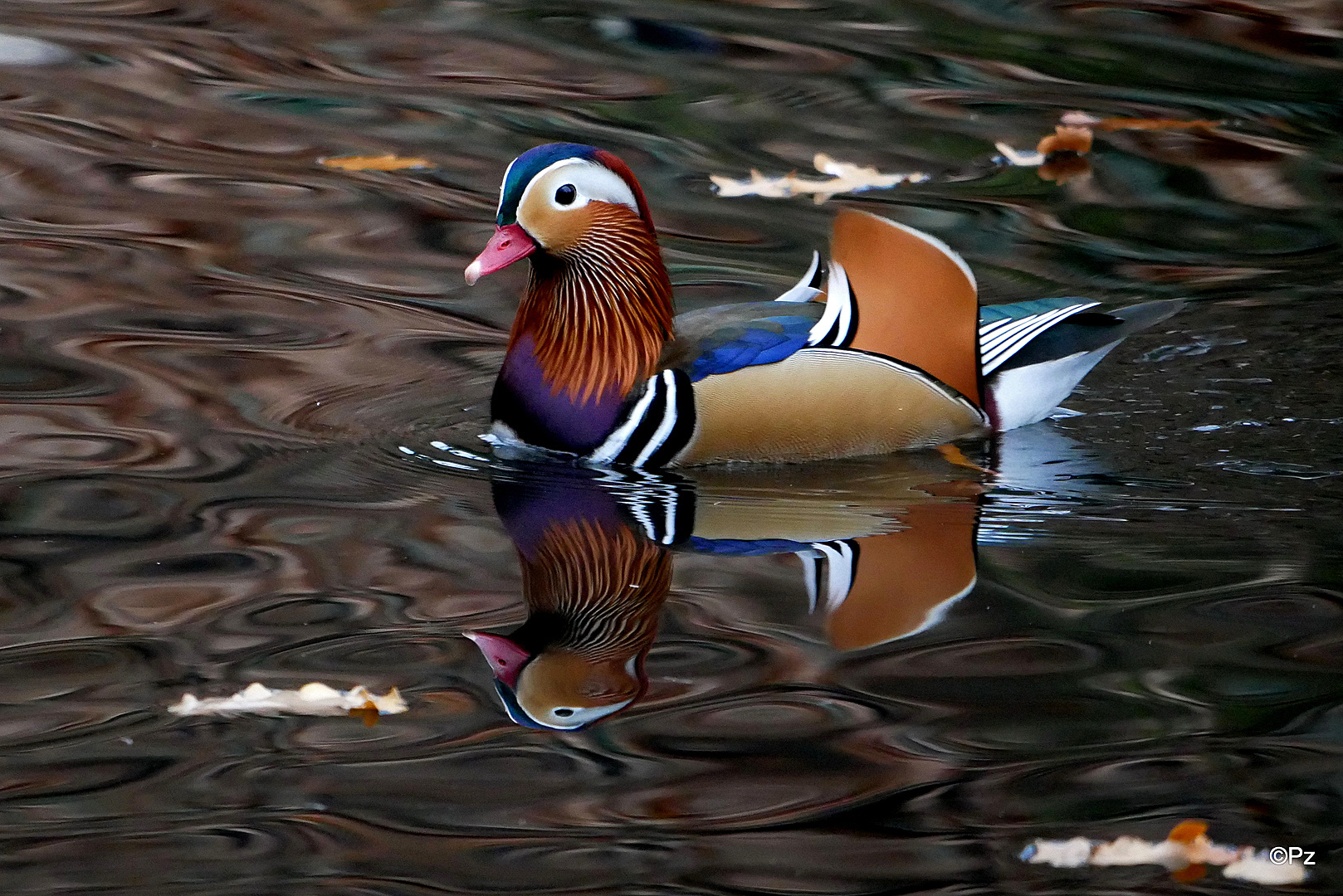 Dienstag ist Spiegeltag: Ein Mandarin-Erpel ...