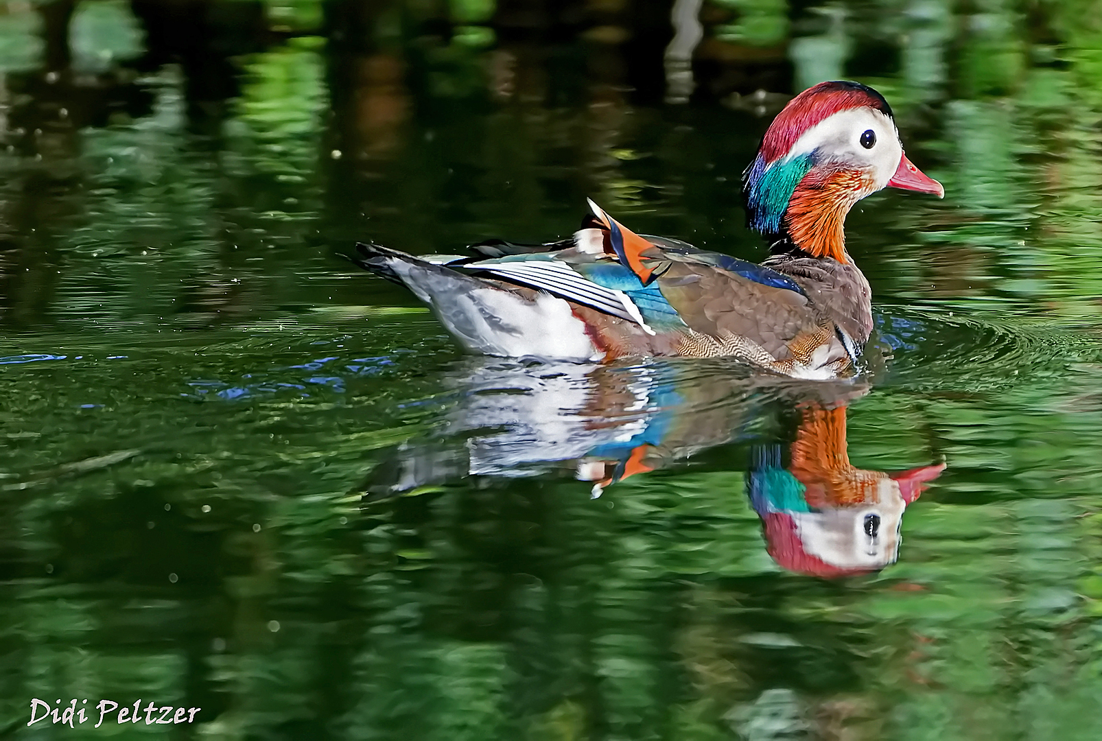 Dienstag ist Spiegeltag: Eine Mandarinente ...