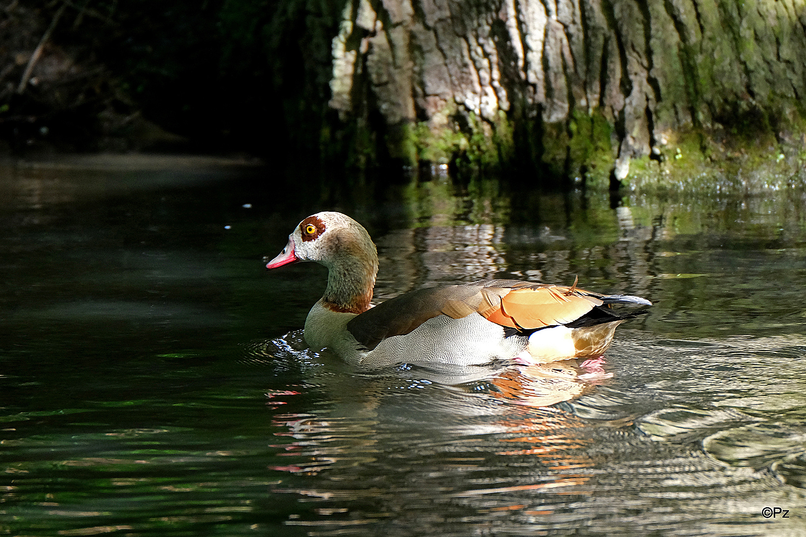 Dienstag ist Spiegeltag: Eine Nilgans ...