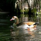 Dienstag ist Spiegeltag: Eine Nilgans ...