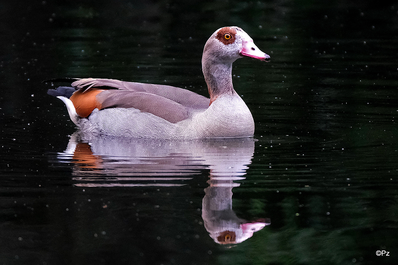 Dienstag ist Spiegeltag: Eine Nilgans ...