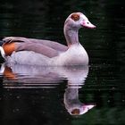 Dienstag ist Spiegeltag: Eine Nilgans ...