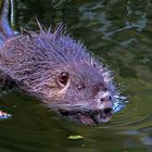 Dienstag ist Spiegeltag: Eine Nutria-Impression ...