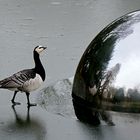 Dienstag ist Spiegeltag: Eine Weißwangen-Gans ...