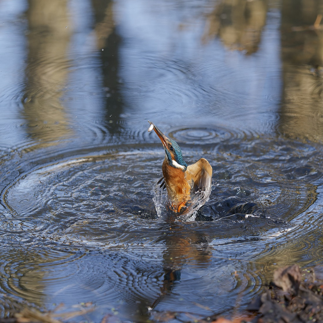 Dienstag ist Spiegeltag Eisvogelweibchen mit Spiegelbild