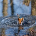 Dienstag ist Spiegeltag Eisvogelweibchen mit Spiegelbild