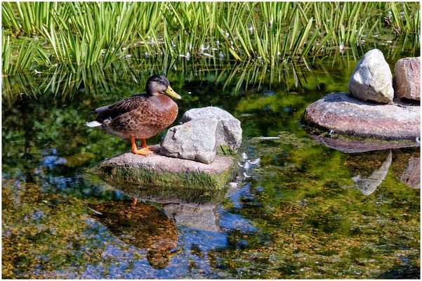 Dienstag ist Spiegeltag - Ente am Teich